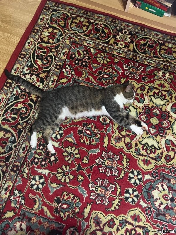 30 кошачьих поз, которые смешнее любого мема