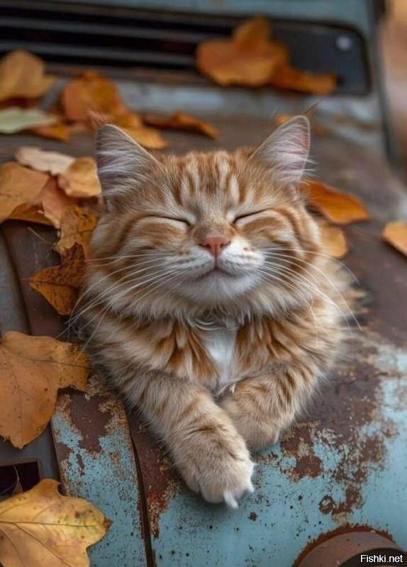 Солянка от 10.11.2025