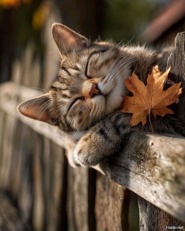 Доброе утро