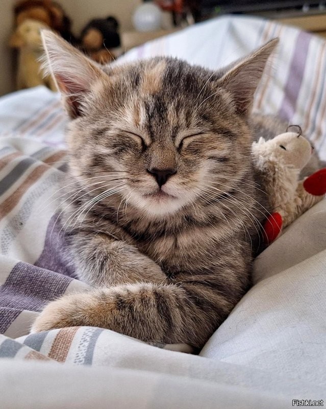 Солянка от 09.11.2025