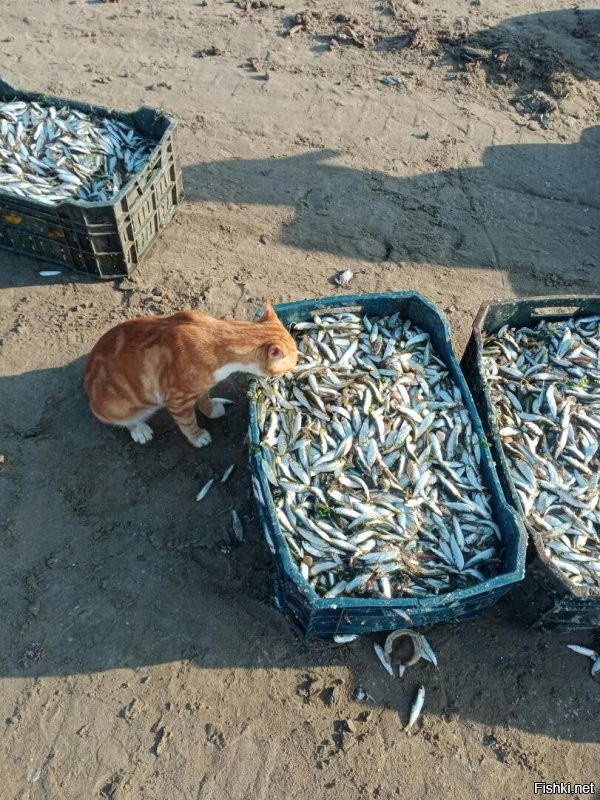 Солянка от 10.11.2025