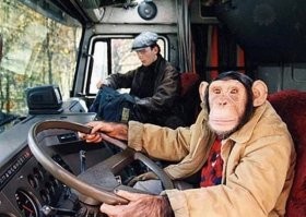 Собака там выглядит самой умной