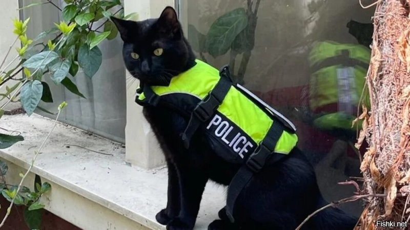 Солянка от 10.11.2025