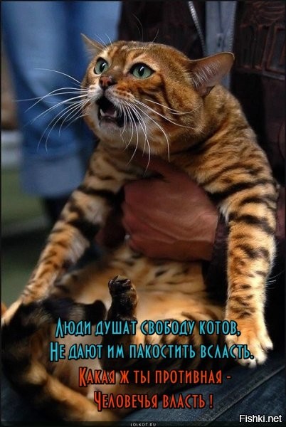 Транспортировка буйного пушистого пассажира