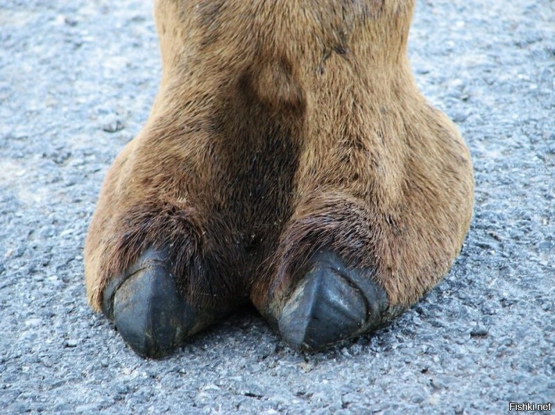 Он решил закрепить отношения слишком дословно