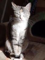 да обычное котэ, без должного внимания и воспитания, превратит вашу квартиру в хаос!
расцарапанные и искусанные конечности? да как здрасьте!

вот моя кошка - милая домохозяйка, пока её не злить - и укусит и исцарапает.
кот. очень милое и ласковое животное. пока... пока что?
как срабатывает триггер на переход в режим дикого кота? мне не ведомо, но! лучше не надо.