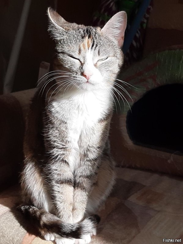 да обычное котэ, без должного внимания и воспитания, превратит вашу квартиру в хаос!
расцарапанные и искусанные конечности? да как здрасьте!

вот моя кошка - милая домохозяйка, пока её не злить - и укусит и исцарапает.
кот. очень милое и ласковое животное. пока... пока что?
как срабатывает триггер на переход в режим дикого кота? мне не ведомо, но! лучше не надо.