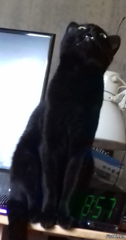 да обычное котэ, без должного внимания и воспитания, превратит вашу квартиру в хаос!
расцарапанные и искусанные конечности? да как здрасьте!

вот моя кошка - милая домохозяйка, пока её не злить - и укусит и исцарапает.
кот. очень милое и ласковое животное. пока... пока что?
как срабатывает триггер на переход в режим дикого кота? мне не ведомо, но! лучше не надо.