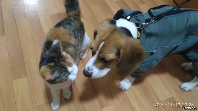 Всё они понимают. Сказать только не могут. 
По своим вижу