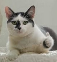 Инвалидная коляска для кота