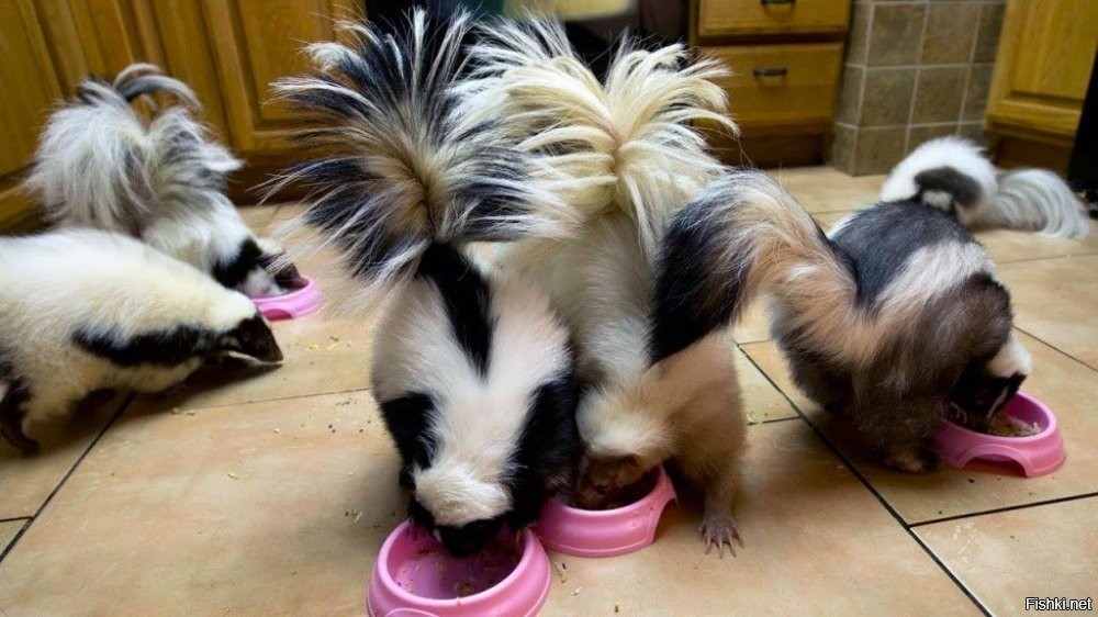 Держат вовсю, они неплохо приручаются. В Америке даже ассоциация владельцев скунсов есть. Иное дело -- зачем это надо?