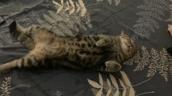 Мой жуткий трус, если приезжают гости - может по 2-3 дня из шкафа не вылазить.