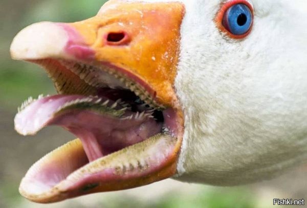 Вызывайте Паниковского!