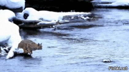 Так это еще что. Дикие что исполняют.