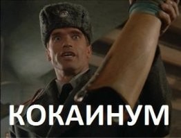 Кормические отношения и душиншилла: каламбуры и лингвошутки
