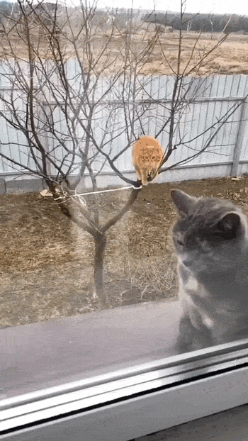 Не. Испуга там нет. А вот возмущение присутствует. )))
"Куда без очереди?!"