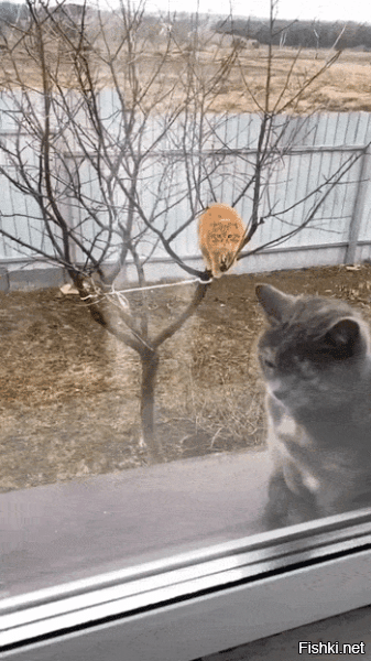 Не. Испуга там нет. А вот возмущение присутствует. )))
"Куда без очереди?!"