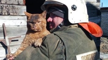 За котиков всегда плюс!