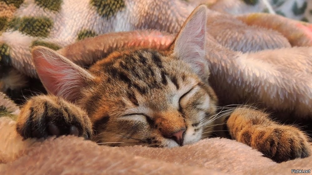 Солянка от 12.11.2025