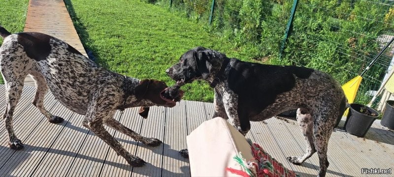 гуляю со своими двумя курцами, и вижу такую же картину. Только хозяйка не удержала, в 8 лап и две наги мы её ушатали)) Самое интересное это хозяйка, для нее мы оказались злодеями