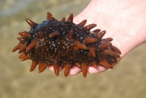 Голотурия, она же морской огурец