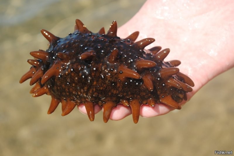 Голотурия, она же морской огурец