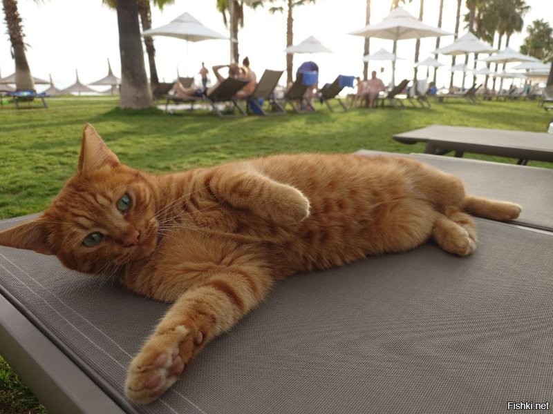 Доброе утро