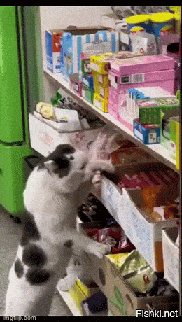 "Смотри, как надо! Учись!"