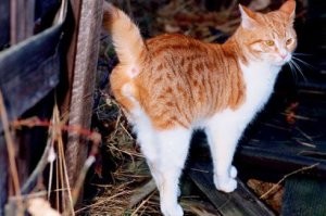 Ну хоть не опысал