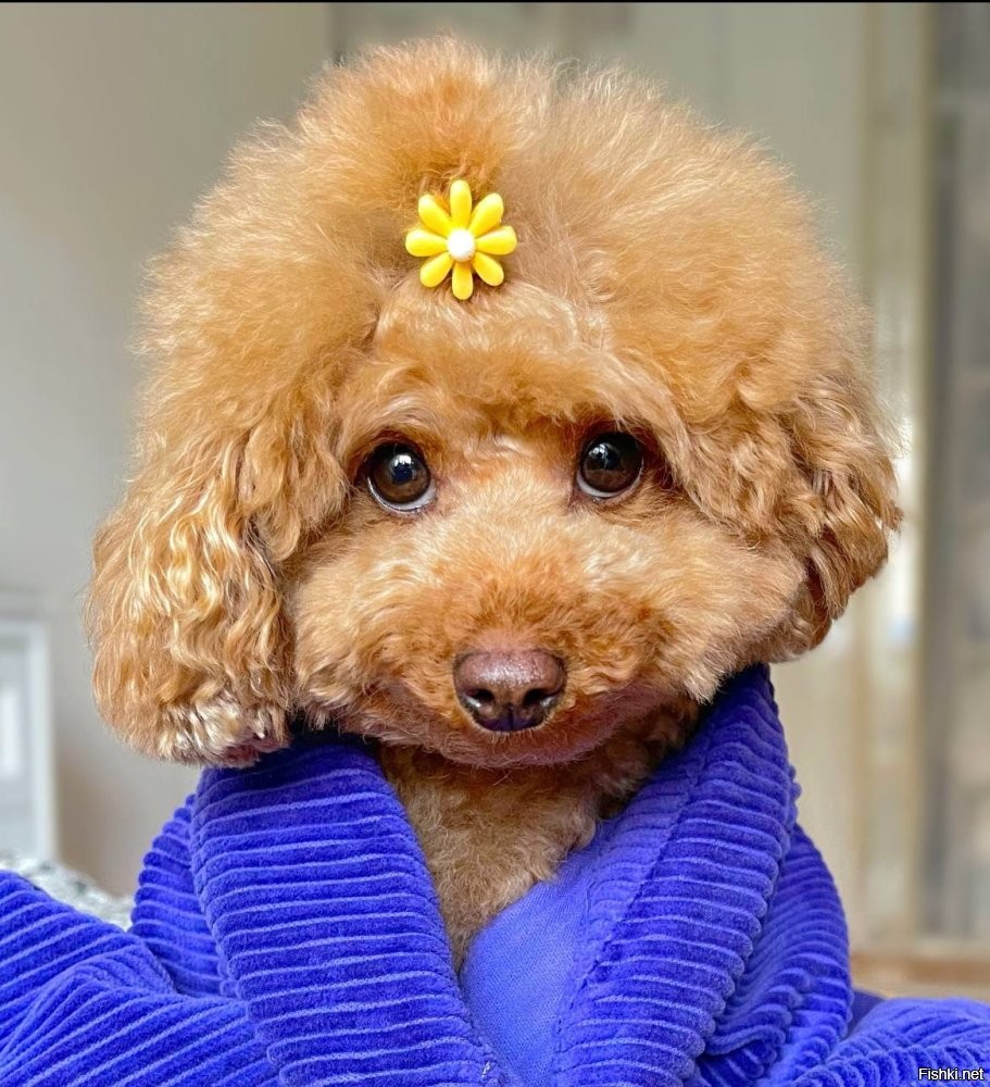 Груша - Топ-звезда!