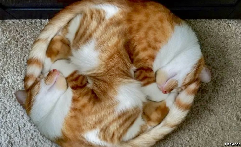 Солянка от 13.11.2025