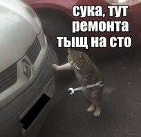 Кошка помыла машину хозяину