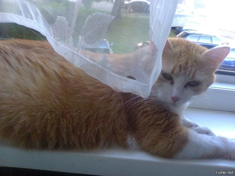 Меня моя котейка не только по шагам узнавала, а даже звук машины отличала. Мать рассказывала. Лежит спокойно, вдруг вскакивает и бежит встречать. А я ещё не вышел из машины. 
 Меня единственного считала примерно равным её Величеству. Всегда приходила "поболтать". Сядет и жалуется, как с ней плохо обращались, пока меня не было. Все остальные - прислуга. Мамка - королевский говночерпий, парашку её убирала. Если вовремя не дали поесть, могла запросто укусить или царапнуть. Меня - никогда. 
 Сколько лет, как померла, а так и не решился новую завести. До этого постоянно коты были. Первая кошка.