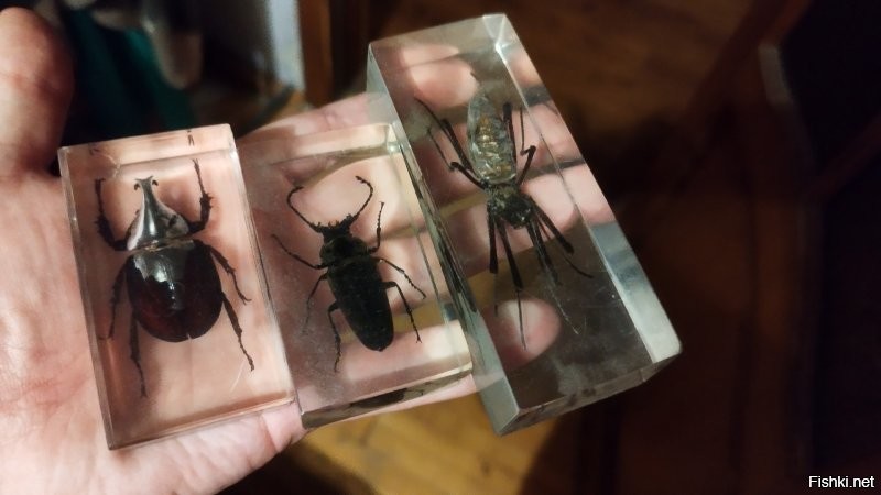 Т.е. вот такая штука, продающаяся в каждом ларьке "МосПечать" в приложение к детским журналам - это норм? За 10-15к можно продать?
З.Ы. Это дубликаты, основную коллекцию племяшки увезли. Ради интереса просверлил одну - это реальный жуки, не пластиковый муляж.