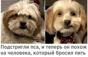 Собаки и их улётные стрижки