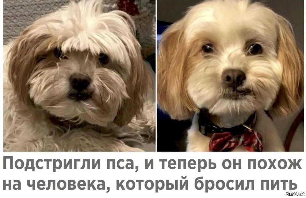 Собаки и их улётные стрижки