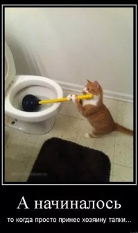 Кошка помыла машину хозяину