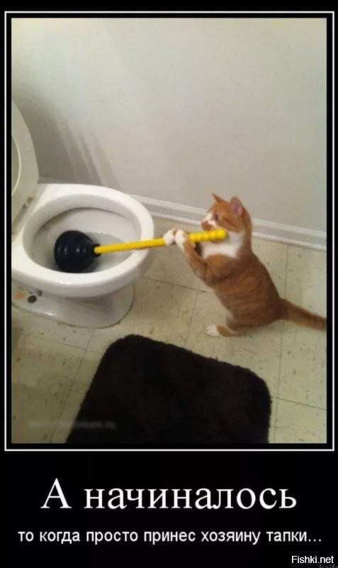 Кошка помыла машину хозяину