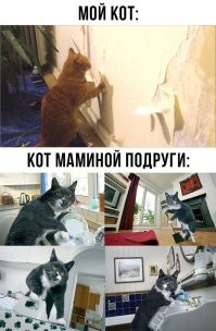 Кошка помыла машину хозяину