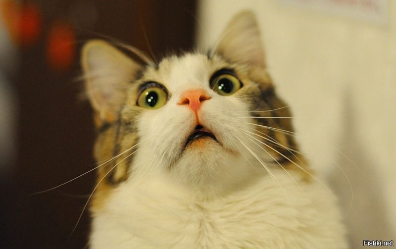 Солянка от 15.10.2022