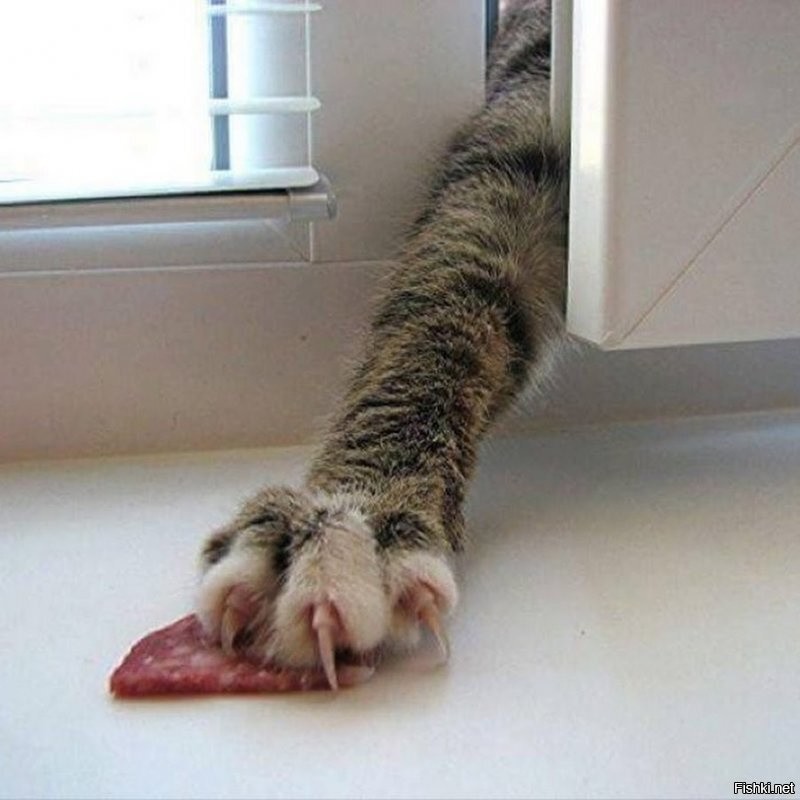 Хитрые пушистые воришки