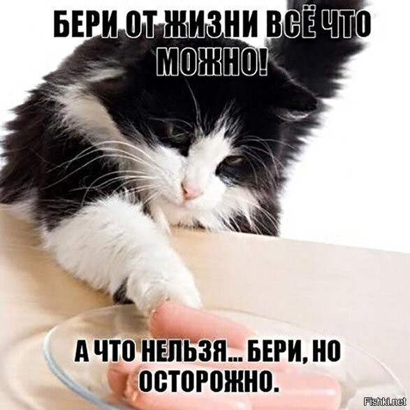 Хитрые пушистые воришки