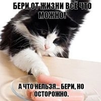 Хитрые пушистые воришки