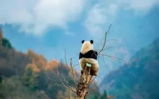 Высоко сижу, далеко гляжу...