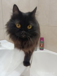 Шери махнатая чёрная.
Роки сфинкс