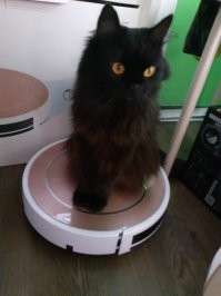 Шери махнатая чёрная.
Роки сфинкс