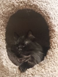 Шери махнатая чёрная.
Роки сфинкс