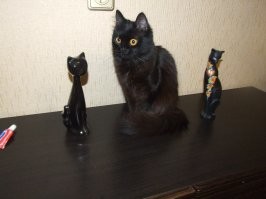 Шери махнатая чёрная.
Роки сфинкс