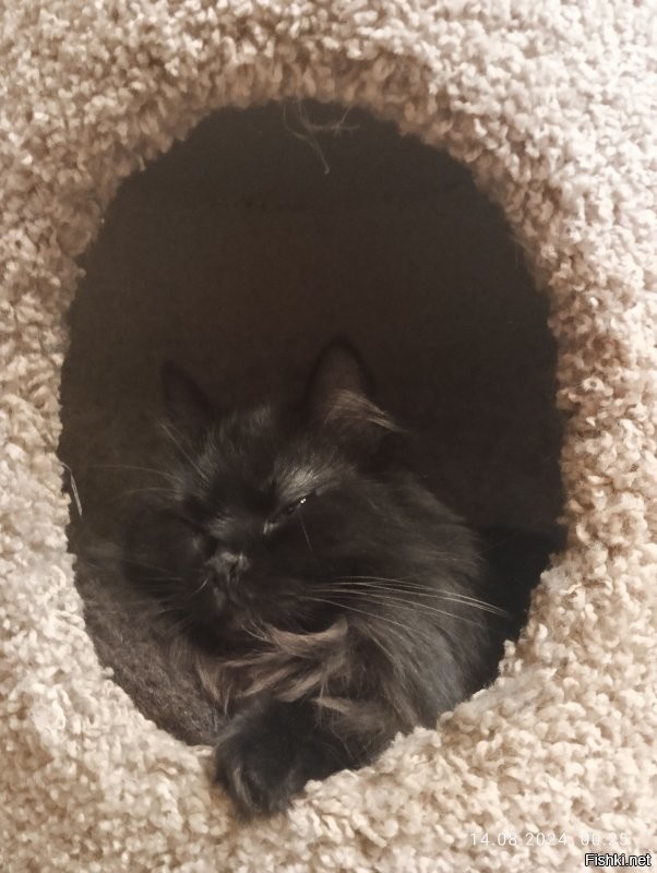 Шери махнатая чёрная.
Роки сфинкс