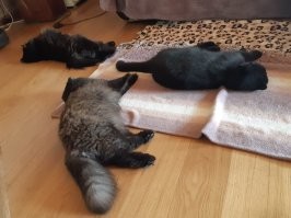 Наша любимая чёрная масть) справа котика не стало в марте, скучаем..
